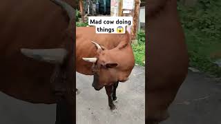 Mad cow doing mad things 😱 madcow cow cowvideos animallover farmanimals [upl. by Harris]