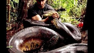 Paul Rosolie Eaten Alive By An Anaconda Snake [upl. by Esilahs13]