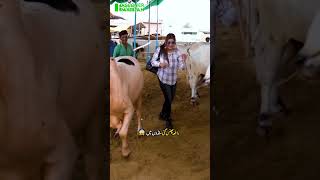 Rafia Rafiq in Cattle Market Karachi bakraeid2024 cattlemarket cowvideos malirmandikarachi [upl. by Miahc]