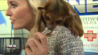 Critter Corner Kinkajou [upl. by Treacy]