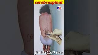 Cerebrospinal fluid csf medicineknowledgehindi biology shorts [upl. by Marlo]