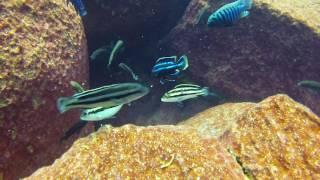 Melanochromis loriae at Linganjala Reef [upl. by Leahcimrej632]