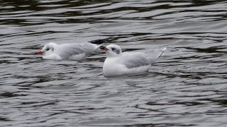 Med Gull at Stubbers Green [upl. by Jamnes]