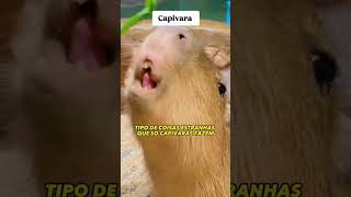 Resgatamos uma capivara [upl. by Solorac]