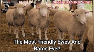 The Most Friendly Ewes And Rams Ever [upl. by Atekan]