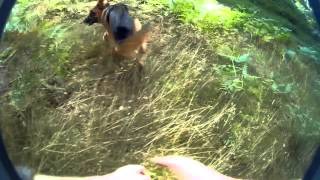 Dog chase Benny Hill theme 720p [upl. by Carnes]