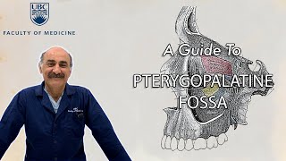 Pterygopalatine Fossa [upl. by Pamelina495]