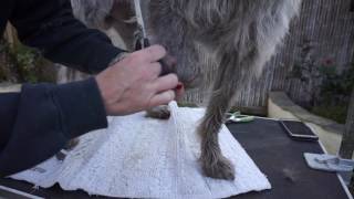 How to Groom Wirehaired Pointing Griffons Part 1 of 2  Bandit [upl. by Donegan]