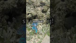 The Seas Blue Dragon Glaucus Atlanticus facts reels mystery science shorts [upl. by Arjan]