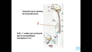 5  Pharmacologie du système nerveux autonome partie 5 [upl. by Teerell]