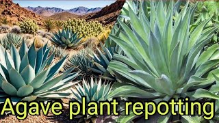 How to Propagate Agave Plant  Multiplying Agave  Wonderfullgarden [upl. by Houlberg428]