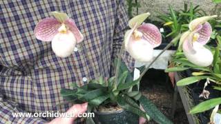 OrchidWeb  Paphiopedilum Liberty Taiwan [upl. by Simsar843]