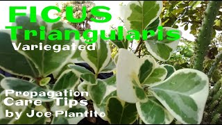 FICUS TRIANGULARIS VARIEGATED PLANT CAREPROPAGATION TIPS [upl. by Innavoij]