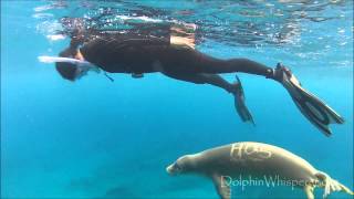 Rare Hawaiian Monk Seal twirls with Swedish freediver [upl. by Pritchett349]