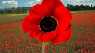 In Flanders Fields  Remembrance day  World War One ended in 1918 11 november [upl. by Enaz885]