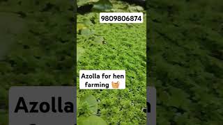 Azolla farming Malayalam cheapest rate available [upl. by Nelaf732]