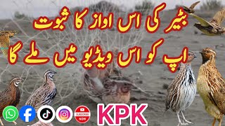 💥You will 🔥get the 🌾proof of the 🐦quail sound🎶 in this video🐦Batar ki 🔥Zabardast 👽Awaaz Quail🐦 nice [upl. by Acinat]