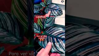 Calathea como planta de Interior 😍😍 plantas plantlover decoracion jardinería jardin hogar [upl. by Flossy]