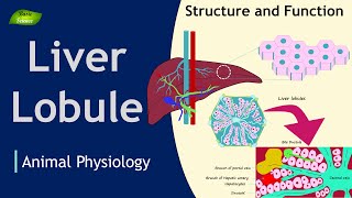 Liver Lobule  Structure  Function  Animation  Animal Physiology  Basic Science Series [upl. by Kerstin180]