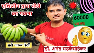 Banana Ripening by Ethylene एथिलीन द्वारा केले का पकना [upl. by Rohpotsirhc127]