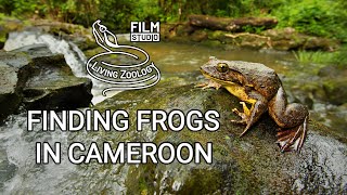 Finding Frogs in Cameroon wildlife documentary by Living Zoology [upl. by Lynnet]