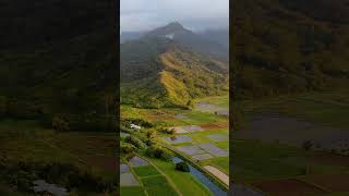 Kauai Hawaii kauai hawaii travel drone lofi hanalei tarofields taro [upl. by Idahs]