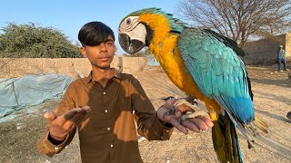 Finally Macaw Parrot handtame ho gaya [upl. by Kcinomod337]