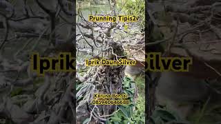 Prunning Tipis2  Iprik Daun Silver Karuna Bonsai 085940646688 👍🙏❤️ [upl. by Akkire]