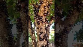 Quem planta colhe Jaboticaba madrinha [upl. by Wordoow]