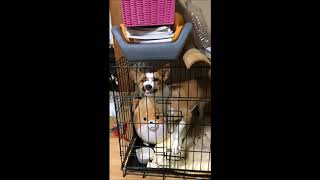 愛犬バセンジーが最近覚えた変顔 funny face basenji [upl. by Enyawud324]