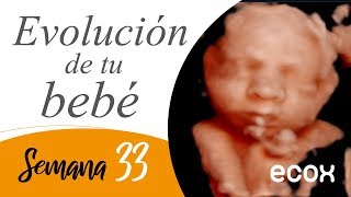 Ecografía 33 semanas de embarazo Evolución del bebé  Ecox [upl. by Elatia830]