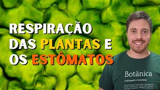 O que são estômatos e como as plantas respiram [upl. by Joub]