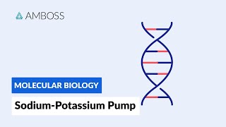 Sodiumpotassium ATPase Active Transport [upl. by Kenimod]