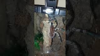 Poecilotheria Fasciata TARANTULA FEEDING [upl. by Kaitlynn]