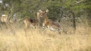 Impalas stotting  What a show [upl. by Conias]