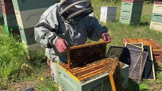 🐝 Dealing with a hopelessly Queenless beehive Going through the options Orara Valley Honey [upl. by Anabelle88]