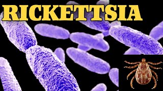 General characteristics of rickettsia  Rickettsia microbiology lecture [upl. by Esimorp]