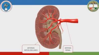 Sistema Urinario riñones  cálices  pelvis renal uréteres  vejiga y uretra [upl. by Yerot]