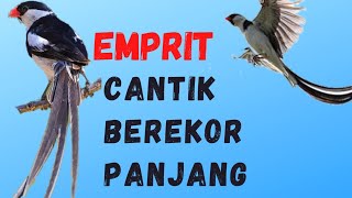 Finchemprit cantik berekor panjang pin tailed whydah [upl. by Aissilem]