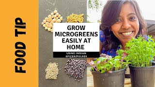 Growing Microgreens at home using Indian spices and pantry essentials  Spice Trip with Paulami [upl. by Atnuhs683]