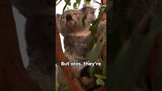 Wild Koala day special 🐨🐨🐾🐾subscribe wildlifes [upl. by Beckie]