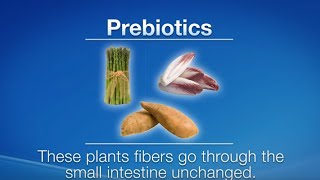 Prebiotics vs Probiotics What are the differences [upl. by Adleme]