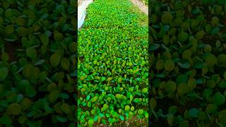 Cauliflower seedlings 🌱🌱shots short vegetables cauliflower agriculture gardening satisfying [upl. by Negaem]