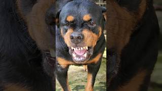 angry dog barking sound angrydog angry rottweiler funny cuteanimal angrypuppy funnyanimal [upl. by Scevor]