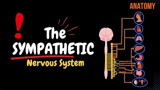 Sympathetic Nervous System Animated Scheme Ganglia Neurons Plexuses [upl. by Nadabb618]