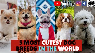 Top 5 Most Cutest Dog Breeds In the World You Must Love  Beautiful Dogs Ever  Animals Addict [upl. by Marcel]