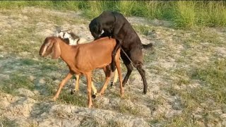 first time goat crossing breed  Goat breeding injection  meeting with goat [upl. by Eizeerb]