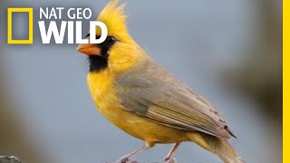 Watch Rare Yellow Cardinal Spotted in Alabama  Nat Geo Wild [upl. by Tertias]