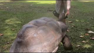 Tortues géantes à lÎle Curieuse Seychelles [upl. by Maire961]