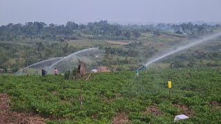 Sprinkler Raingun irrigation using four sprinklers at the same time [upl. by Rem603]